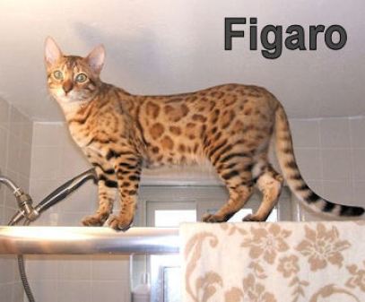 Figaro2011